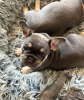 Photo №1. bouledogue - à vendre en ville de Milan | 350€ | Annonce №110893