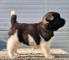 Photos supplémentaires: Akita américain, chiots