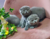 Photo №1. scottish fold - à vendre en ville de Tampere | 250€ | Annonce № 124225