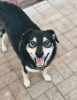 Photos supplémentaires: Le chien souriant Masyanya cherche un foyer !