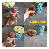 Photo №1. chihuahua - à vendre en ville de Rostov-sur-le-Don | 1004€ | Annonce №51684