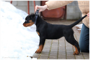 Photo №2 de l'annonce № 5601 de la vente rottweiler - acheter à Fédération de Russie de la fourrière