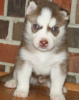 Photo №1. husky de sibérie - à vendre en ville de Varna | négocié | Annonce №54810