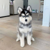 Photo №1. husky de sibérie - à vendre en ville de Nyon | négocié | Annonce №29230