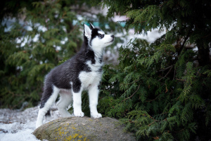 Photo №4. Je vais vendre husky de sibérie en ville de Moscou. éleveur - prix - 284€