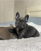 Photo №1. bouledogue - à vendre en ville de Гамбург | négocié | Annonce №124987