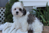 Photo №1. shih tzu - à vendre en ville de Флорида Сити | négocié | Annonce №9225