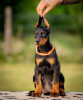 Photos supplémentaires: Chiots Dobermann