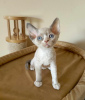 Photo №1. devon rex - à vendre en ville de Гамбург | 250€ | Annonce № 122580