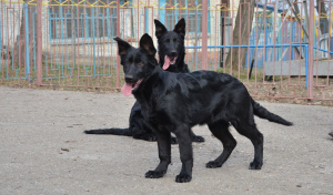 Photo №3. chiens de berger allemands noirs, couleur noire résistive, 2 mois, KSU / FCI, de. Ukraine