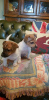 Photo №1. jack russell terrier - à vendre en ville de Berlin | 284€ | Annonce №70924