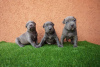 Photos supplémentaires: Chiots Pitbull Bluenose