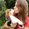 Photo №4. Je vais vendre beagle en ville de Düsseldorf. annonce privée - prix - 360€