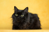 Photos supplémentaires: Cat Citizen est à la recherche d'un foyer !