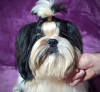 Photos supplémentaires: Shih tzu