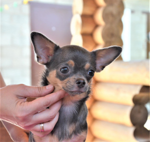 Photo №1. chihuahua - à vendre en ville de Stavropol | Négocié | Annonce №3452