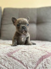 Photo №1. bouledogue - à vendre en ville de Ostrava | négocié | Annonce №115368