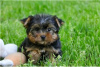 Photo №2 de l'annonce № 104856 de la vente yorkshire terrier - acheter à Australie annonce privée