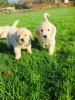 Photo №1. golden retriever - à vendre en ville de Tuttlingen | 400€ | Annonce №123282