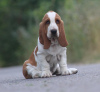 Photo №1. basset hound - à vendre en ville de Myrnograd | 1000€ | Annonce №13106