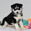 Photo №1. husky de sibérie - à vendre en ville de Даллас | 473€ | Annonce №45615