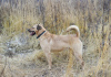 Photo №3. Un chien avec de beaux yeux cherche le meilleur propriétaire.. Fédération de Russie