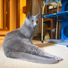 Photo №1. chartreux - à vendre en ville de Paris | négocié | Annonce № 123137