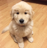 Photo №1. golden retriever - à vendre en ville de Tallinn | négocié | Annonce №124962