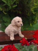 Photo №3. Labradoodle F1. Serbie