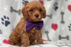 Photo №3. Beaux chiots Cavapoo Pour adoption gratuite. Allemagne