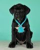 Photo №2 de l'annonce № 62403 de la vente cane corso - acheter à Fédération de Russie annonce privée