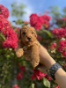 Photo №3. Chiots caniches miniatures. Serbie