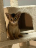 Photo №3. Les chatons abyssins recherchent de nouveaux foyers pour adoption. Allemagne