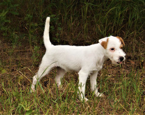 Photos supplémentaires: Chiots Parson Russell Terrier