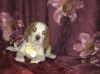 Photo №2 de l'annonce № 7985 de la vente beagle - acheter à Fédération de Russie de la fourrière