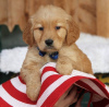 Photo №4. Je vais vendre golden retriever en ville de Berlin. annonce privée - prix - 400€