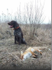 Photo №2 de l'annonce № 10746 de la vente chien d'arrêt allemand à poil dur - acheter à Ukraine annonce privée