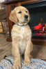 Photo №1. golden retriever - à vendre en ville de Aintree | 946€ | Annonce №50401