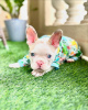 Photo №1. bouledogue - à vendre en ville de Франкфурт-на-Майне | négocié | Annonce №116113