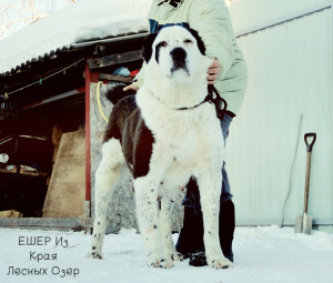 Photos supplémentaires: Chien de berger d'Asie centrale