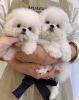 Photo №1. bichon à poil frisé - à vendre en ville de Sydney | négocié | Annonce №84709