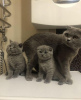 Photo №1. scottish fold - à vendre en ville de Bruxelles | négocié | Annonce № 118445