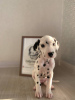 Photo №3. Dalmatiens tachetés de l'élevage d'élite FULGRIM Dogs. Espagne