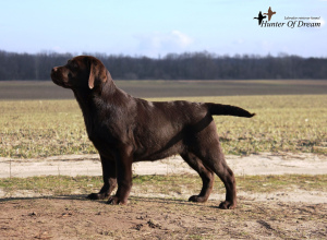 Photos supplémentaires: Nous offrons d'excellents chiots Labrador
