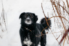 Photo №1. chien bâtard - à vendre en ville de Москва | Gratuit | Annonce №23652