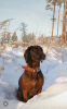 Photo №1. chien de recherche au sang de la montagne bavaroise - à vendre en ville de Jelgava | 500€ | Annonce №71001
