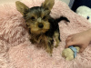 Photo №1. yorkshire terrier - à vendre en ville de Londres | 300€ | Annonce №123494