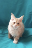 Photo №1. maine coon - à vendre en ville de Kharkov | 500€ | Annonce № 8545