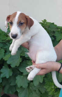 Photo №1. jack russell terrier - à vendre en ville de Moscou | 284€ | Annonce №2491