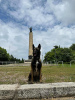 Photos supplémentaires: Chien de berger belge - Malinois